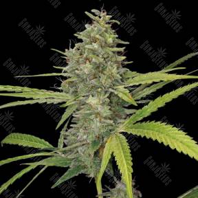Auto G14 regular Ganja Seeds