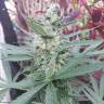 семена конопли курьером Auto G14 regular