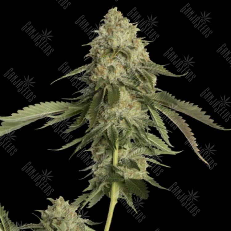 семена конопли аутдор Golden Berry feminised DNA Genetics семена конопли аутдор Golden Berry feminised DNA Genetics