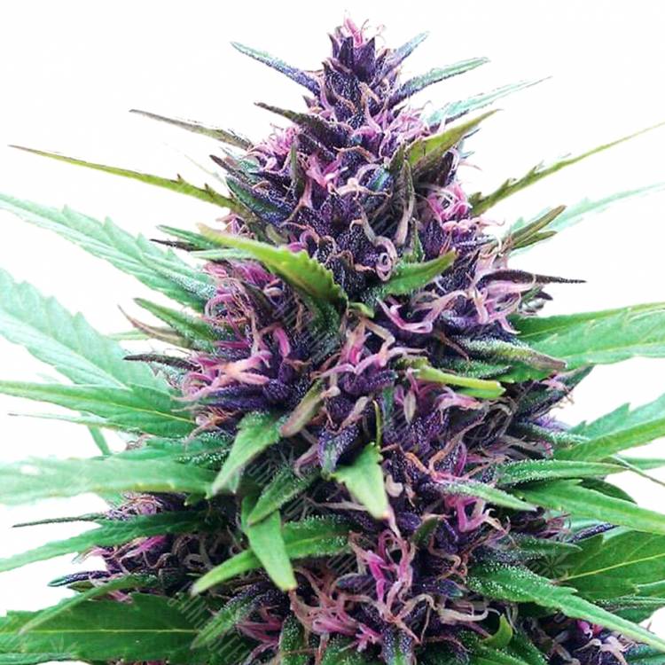заказать качественные семена конопли Shaman regular Dutch Passion Seeds