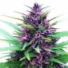 заказать качественные семена конопли Shaman regular Dutch Passion Seeds