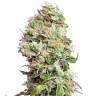 семена конопли в интернете King’s Kush CBD feminised Green House Seeds