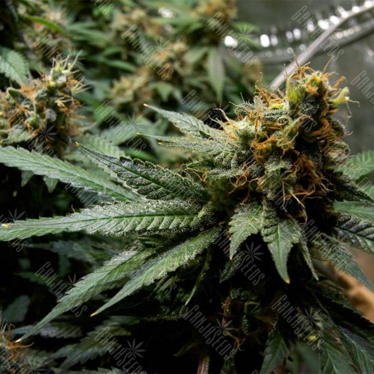 семена конопли интернет магазин Misty Kush regular Nirvana Seeds семена конопли интернет магазин Misty Kush regular Nirvana Seeds