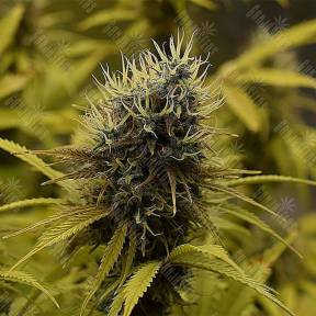 Auto Northern Light feminised Royal Queen