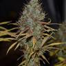 семена конопли дешево Auto Northern Light feminised Royal Queen семена конопли дешево Auto Northern Light feminised Royal Queen