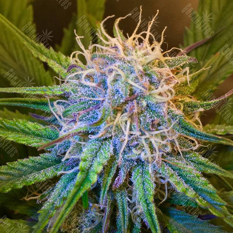 семена конопли наложенным платежом Auto Cream Caramel feminised Sweet Seeds