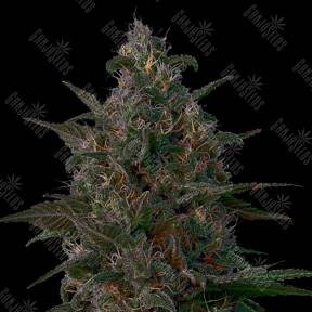 Indian Kush feminised VIP Seeds