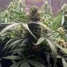 Недорогие семена конопли Auto Gagarin 2 feminised Ganja Seeds