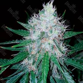 Auto Royal Creamatic feminised Ganja Seeds