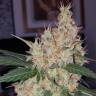Семена ганжы Auto Royal Creamatic feminised Ganja Seeds заказать