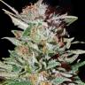 купить семена конопли онлайн Super Silver Haze feminised