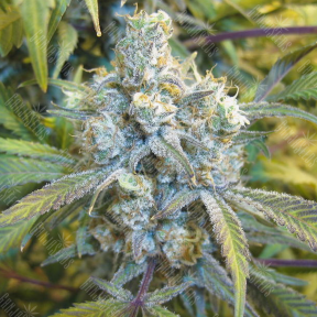 Super Silver Haze feminised Ganja Seeds