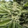 семена конопли с доставкой Auto Titan regular