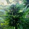 семена конопли гидропоники Auto Titan regular