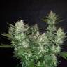 семена конопли в России Auto Dark Devil feminised
