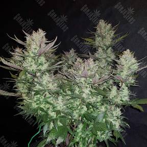 Auto Dark Devil feminised Ganja Seeds