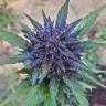 семена конопли автоцвет Auto Dark Devil feminised