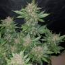 семена конопли для посадки купить Auto Dark Devil feminised