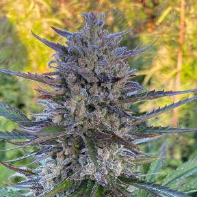 Super Stinky feminised Ganja Seeds