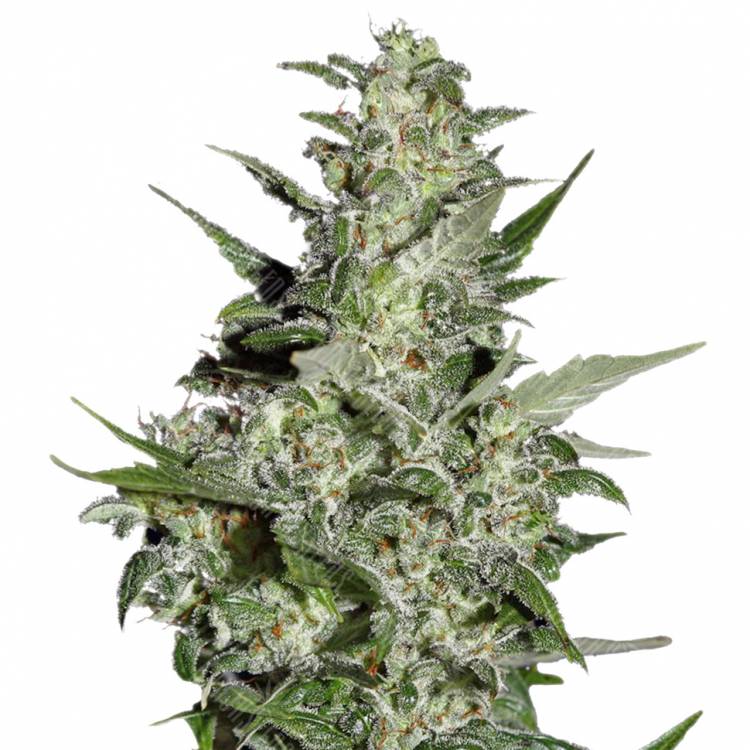 семена конопли интернет магазин Auto Super Critical feminised Green House Seeds