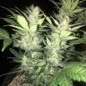 автоцветущие семена конопли Auto Super Critical feminised Green House Seeds