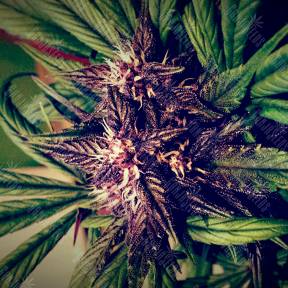 Auto Blackberry Kush feminised Dutch Passion Seeds
