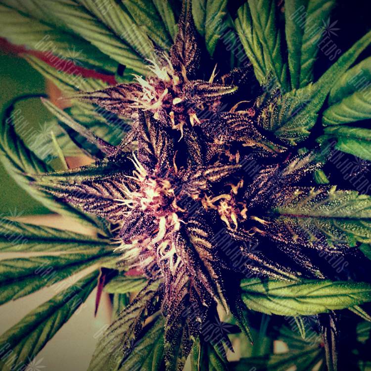 Auto Blackberry Kush feminised Dutch Passion Seeds
