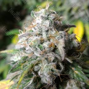 Erlik feminised Bang Seeds