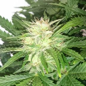 White Diesel regular Ganja Seeds