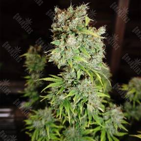 Critical Kush feminised Barneys Farm