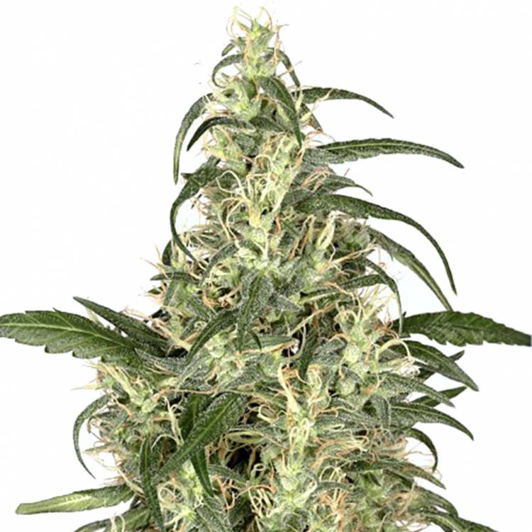семена конопли курьером Skunk #1 regular Dutch Passion Seeds семена конопли курьером Skunk #1 regular Dutch Passion Seeds