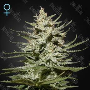 The Church CBD feminised Green House Seeds