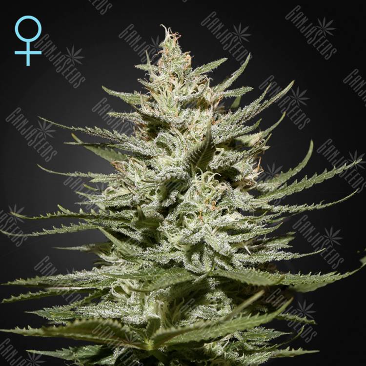 семена конопли в фирменной упаковке The Church CBD feminised Green House Seeds