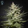 семена конопли в фирменной упаковке The Church CBD feminised Green House Seeds