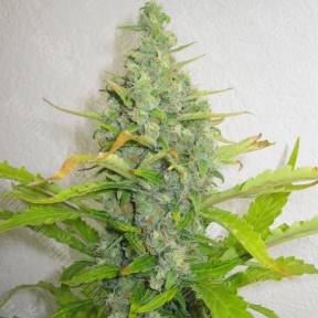 Skunk+ feminised Kannabia Seeds