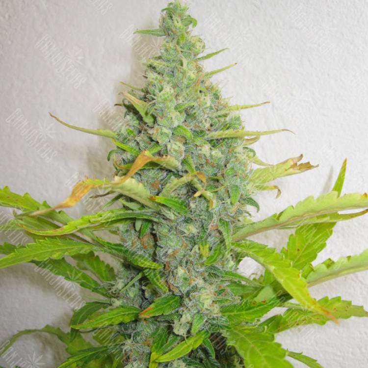 семена конопли интернет магазин Skunk+ feminised Kannabia Seeds