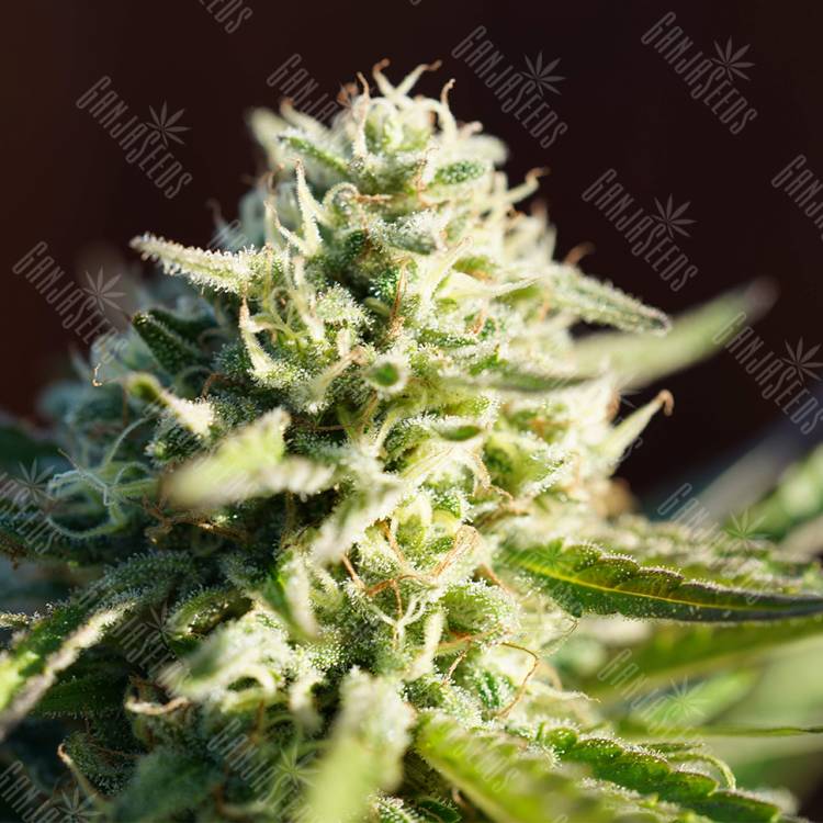 семена конопли в оригинальных упаковках Northern Light regular Nirvana Seeds семена конопли в оригинальных упаковках Northern Light regular Nirvana Seeds