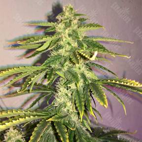 Auto Quick One feminised Royal Queen