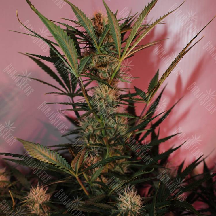 семена конопли автоцвет Auto Cream Mandarine XL feminised Sweet Seeds