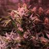 семена индийской конопли Auto Cream Mandarine XL feminised Sweet Seeds