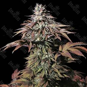 Landysh feminised VIP Seeds