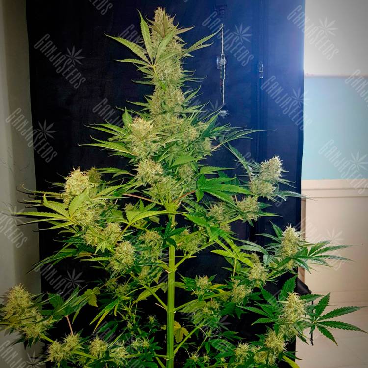 Семена марихуаны Auto Glueberry O.G. feminised Ganja Seeds