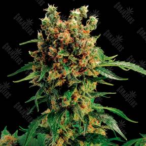 California Hash Plant feminised Ganja Seeds