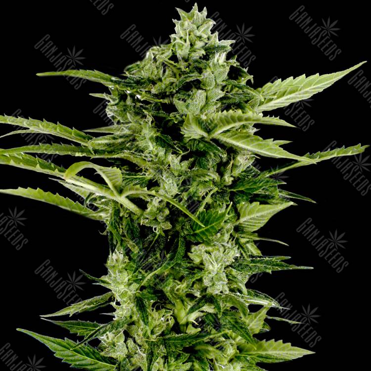 семена конопли f1 в оригинальной упаковке Auto Bomb feminised Green House Seeds