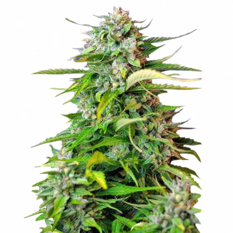 Auto Jack 47 feminised RuSeeds Auto Jack 47 feminised RuSeeds