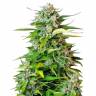 Auto Jack 47 feminised RuSeeds Auto Jack 47 feminised RuSeeds