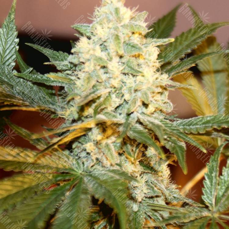 семена конопли в оригинальных упаковках White Rhino regular Ganja Seeds