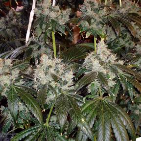 Dr. Grinspoon feminised Barneys Farm