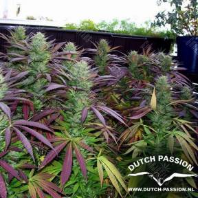 White Widow regular Dutch Passion Seeds