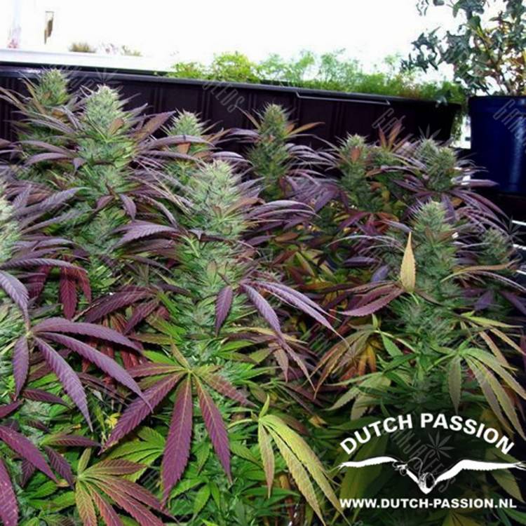 семена конопли для курения White Widow regular Dutch Passion Seeds семена конопли для курения White Widow regular Dutch Passion Seeds